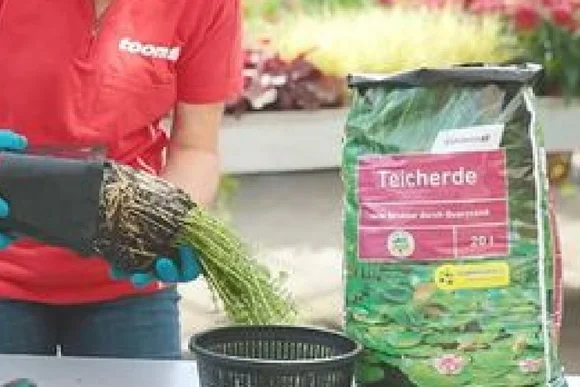 Person pflanzt Wasserpflanze ein